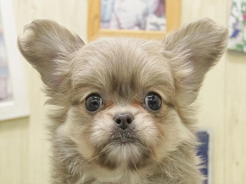 福岡県のチワペキ/ペキチー/ペキチワ(チワワ×ペキニーズ) (ワンラブ福岡総本店/2025年10月31日生まれ/男の子/イザベラ)の子犬の1枚目の画像