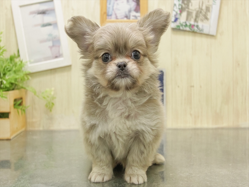 福岡県のチワペキ/ペキチー/ペキチワ(チワワ×ペキニーズ) (ワンラブ福岡総本店/2025年10月31日生まれ/男の子/イザベラ)の子犬の3枚目の画像