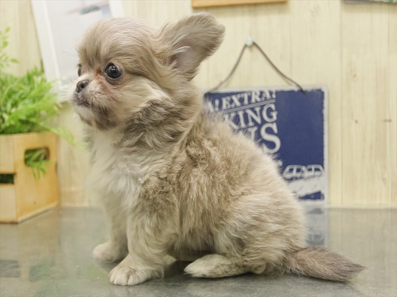 福岡県のチワペキ/ペキチー/ペキチワ(チワワ×ペキニーズ) (ワンラブ福岡総本店/2025年10月31日生まれ/男の子/イザベラ)の子犬の2枚目の画像