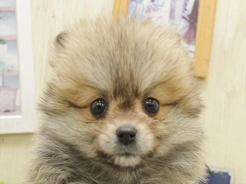 滋賀県のポメラニアン (ワンラブピエリ守山店/2025年11月1日生まれ/女の子/オレンジセーブル)の子犬の1枚目の画像