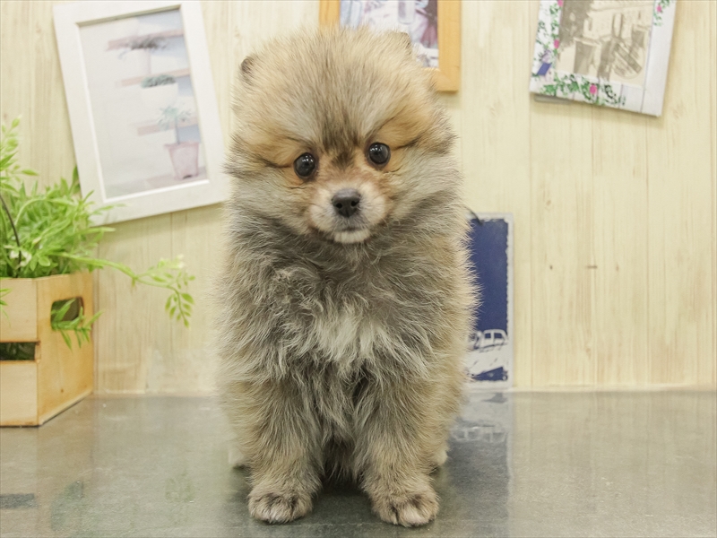 滋賀県のポメラニアン (ワンラブピエリ守山店/2025年11月1日生まれ/女の子/オレンジセーブル)の子犬の3枚目の画像