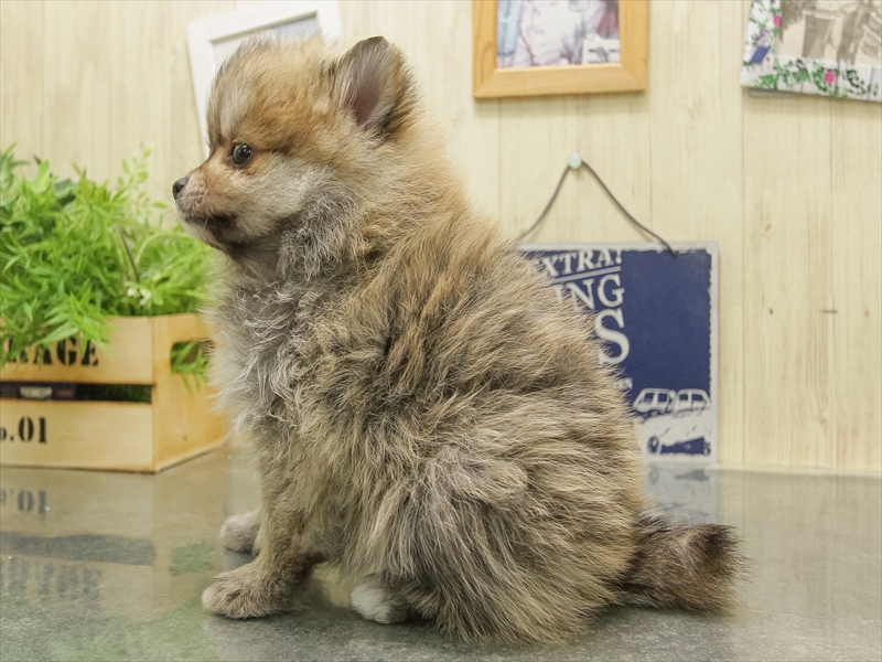 滋賀県のポメラニアン (ワンラブピエリ守山店/2025年11月1日生まれ/女の子/オレンジセーブル)の子犬の2枚目の画像