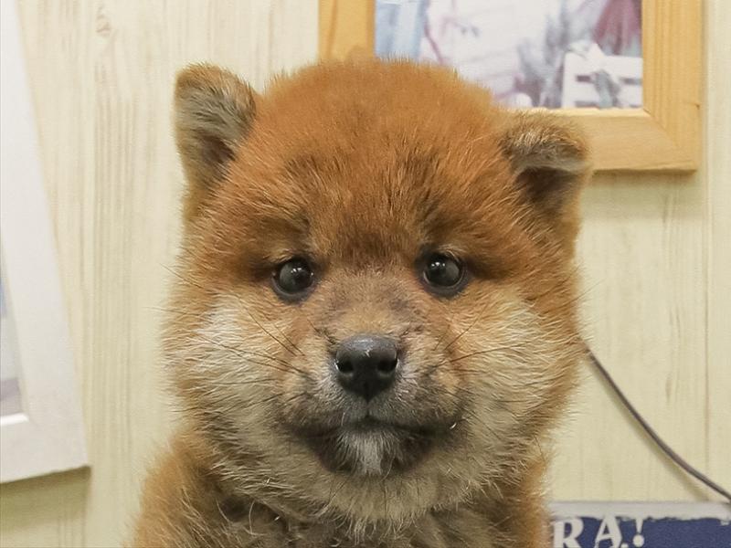 奈良県の柴犬(標準サイズ) (ワンラブミ・ナーラ奈良店/2025年10月30日生まれ/女の子/赤)の子犬