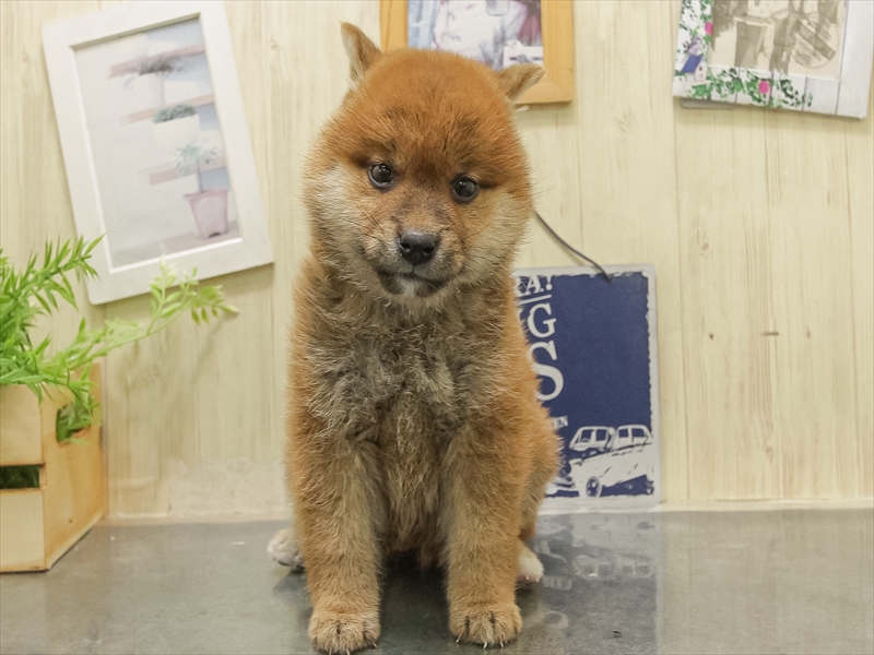 奈良県の柴犬(標準サイズ) (ワンラブミ・ナーラ奈良店/2025年10月30日生まれ/女の子/赤)の子犬の3枚目の画像