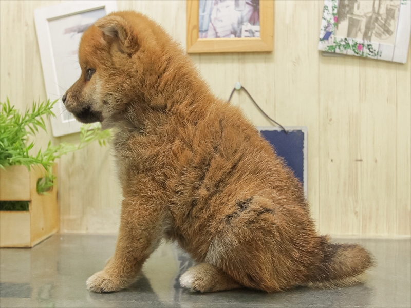 奈良県の柴犬(標準サイズ) (ワンラブミ・ナーラ奈良店/2025年10月30日生まれ/女の子/赤)の子犬の2枚目の画像