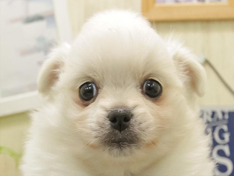 静岡県のポメチワ/チワポメ/ポメチー(ポメラニアン×チワワ) (ワンラブららぽーと沼津店/2025年11月1日生まれ/女の子/ホワイト)の子犬の1枚目の画像