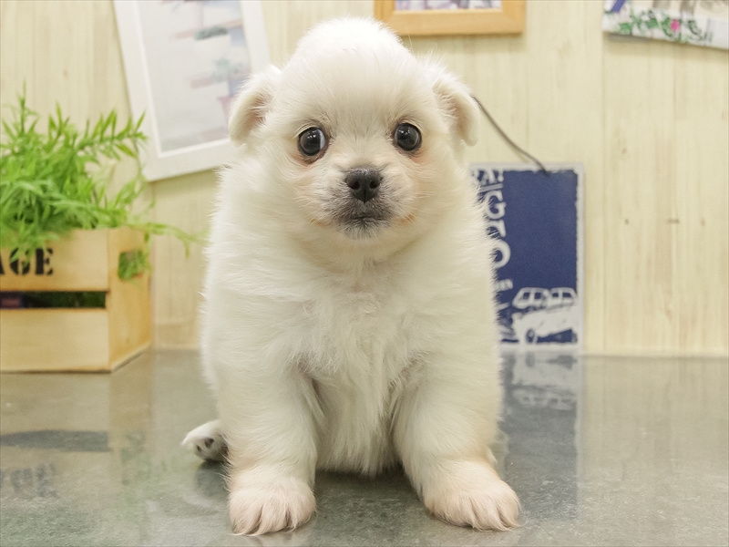 静岡県のポメチワ/チワポメ/ポメチー(ポメラニアン×チワワ) (ワンラブららぽーと沼津店/2025年11月1日生まれ/女の子/ホワイト)の子犬の3枚目の画像