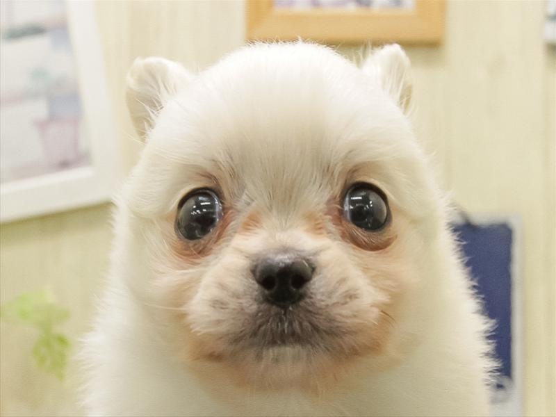 岐阜県のポメチワ/チワポメ/ポメチー(ポメラニアン×チワワ) (ワンラブイオンモール土岐店/2025年11月1日生まれ/男の子/ホワイト)の子犬の1枚目の画像