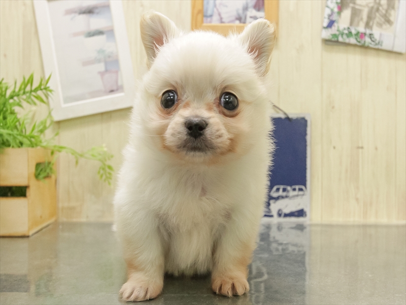 岐阜県のポメチワ/チワポメ/ポメチー(ポメラニアン×チワワ) (ワンラブイオンモール土岐店/2025年11月1日生まれ/男の子/ホワイト)の子犬の3枚目の画像