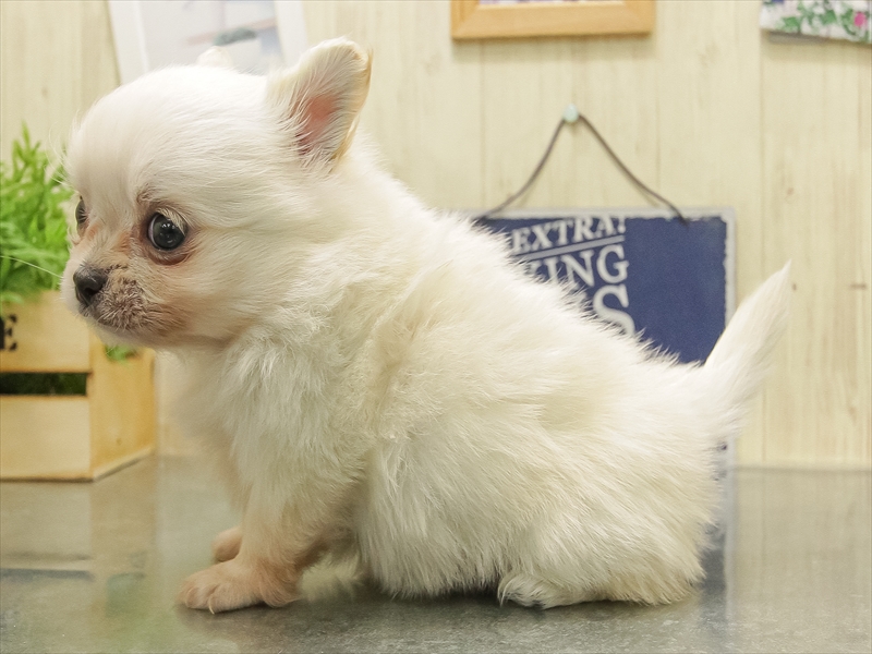 岐阜県のポメチワ/チワポメ/ポメチー(ポメラニアン×チワワ) (ワンラブイオンモール土岐店/2025年11月1日生まれ/男の子/ホワイト)の子犬の2枚目の画像