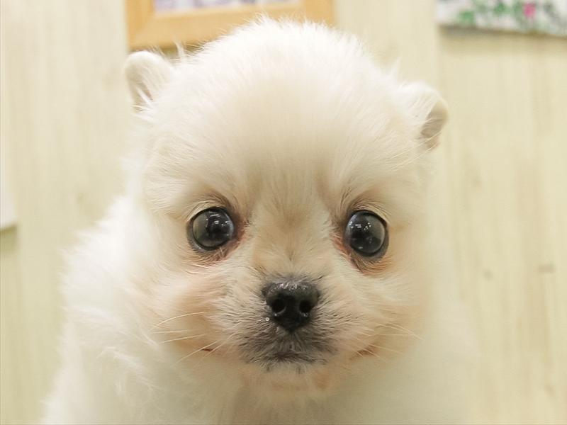 福岡県のポメチワ/チワポメ/ポメチー(ポメラニアン×チワワ) (ワンラブ福岡総本店/2025年11月1日生まれ/男の子/ホワイト)の子犬の1枚目の画像