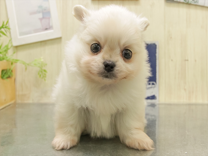 福岡県のポメチワ/チワポメ/ポメチー(ポメラニアン×チワワ) (ワンラブ福岡総本店/2025年11月1日生まれ/男の子/ホワイト)の子犬の3枚目の画像