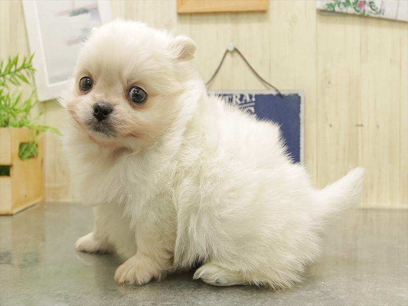 福岡県のポメチワ/チワポメ/ポメチー(ポメラニアン×チワワ) (ワンラブ福岡総本店/2025年11月1日生まれ/男の子/ホワイト)の子犬の2枚目の画像