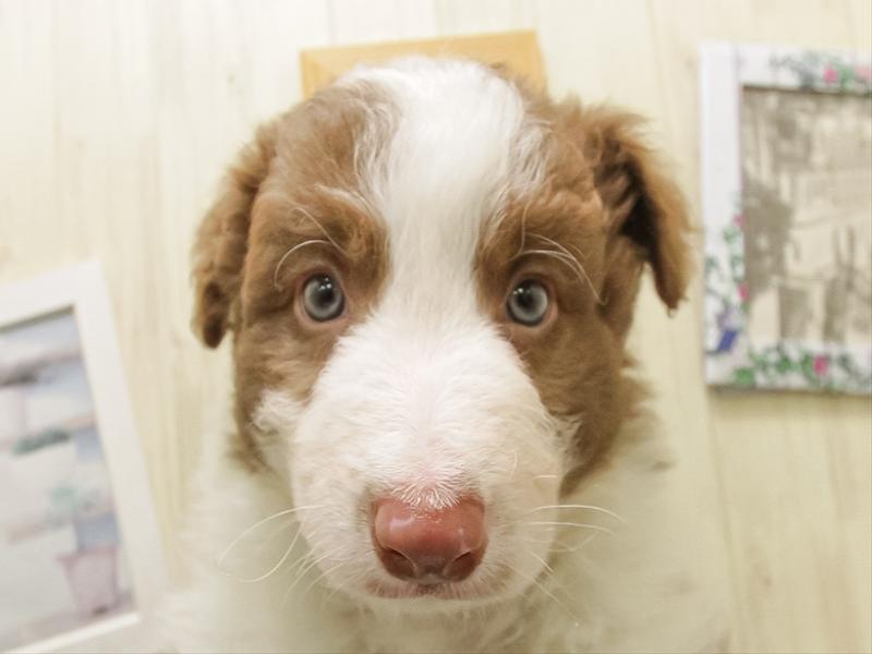 愛知県のボーダーコリー (ワンラブイオンモール常滑店/2025年11月1日生まれ/男の子/チョコレートホワイト)の子犬の1枚目の画像