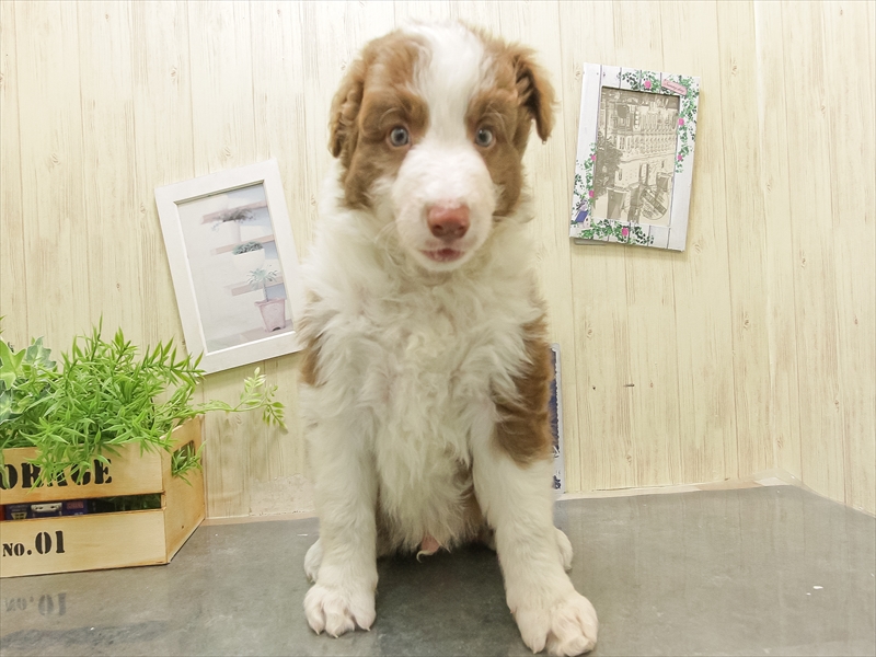 愛知県のボーダーコリー (ワンラブイオンモール常滑店/2025年11月1日生まれ/男の子/チョコレートホワイト)の子犬の3枚目の画像