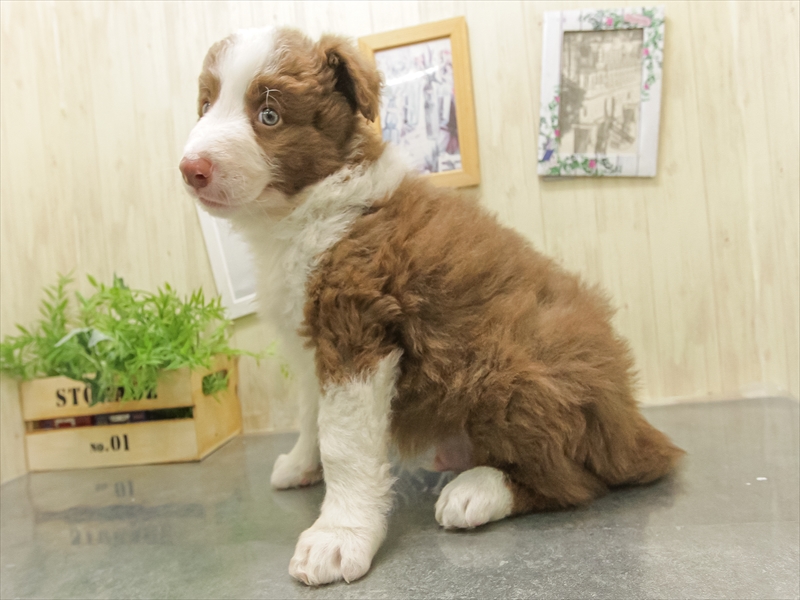 愛知県のボーダーコリー (ワンラブイオンモール常滑店/2025年11月1日生まれ/男の子/チョコレートホワイト)の子犬の2枚目の画像