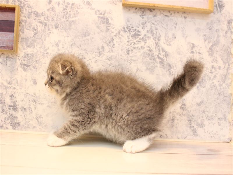 神奈川県のフォールデックス (ワンラブCoaska Bayside横須賀店/2025年10月31日生まれ/女の子/ブルータビーホワイト)の子猫の3枚目の画像