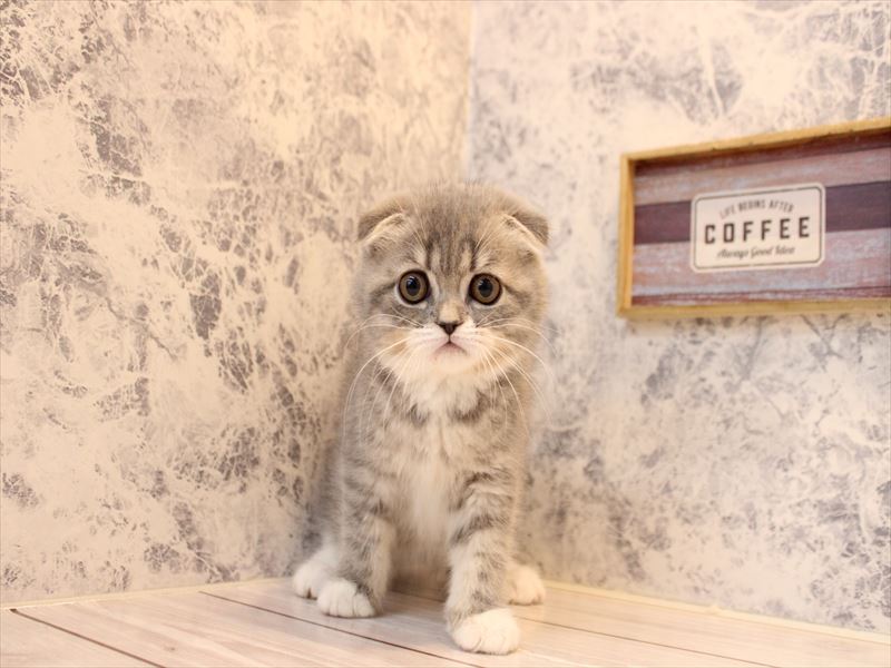 神奈川県のフォールデックス (ワンラブCoaska Bayside横須賀店/2025年10月31日生まれ/女の子/ブルータビーホワイト)の子猫の2枚目の画像