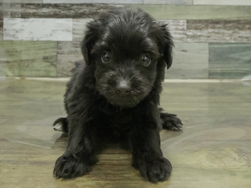 兵庫県のポメプー(ポメラニアン×プードル) (ワンラブブルメール舞多聞店/2025年11月2日生まれ/女の子/ブラック)の子犬の3枚目の画像