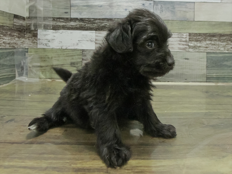 兵庫県のポメプー(ポメラニアン×プードル) (ワンラブブルメール舞多聞店/2025年11月2日生まれ/女の子/ブラック)の子犬の2枚目の画像