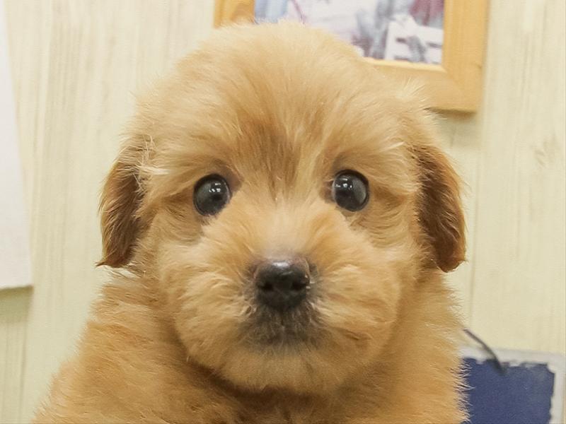 滋賀県のポメプー(ポメラニアン×プードル) (ワンラブコーナン イオン長浜店/2025年11月2日生まれ/男の子/レッド)の子犬の1枚目の画像