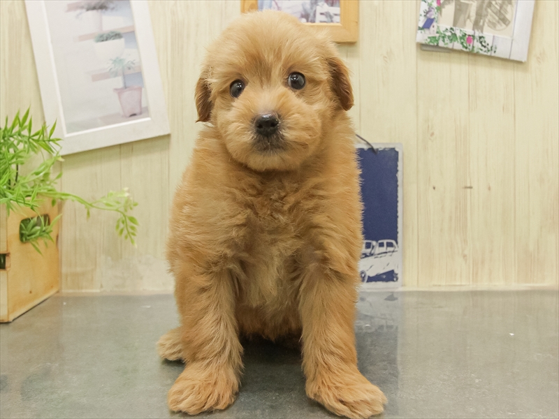 滋賀県のポメプー(ポメラニアン×プードル) (ワンラブコーナン イオン長浜店/2025年11月2日生まれ/男の子/レッド)の子犬の3枚目の画像