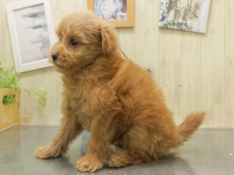 滋賀県のポメプー(ポメラニアン×プードル) (ワンラブコーナン イオン長浜店/2025年11月2日生まれ/男の子/レッド)の子犬の2枚目の画像