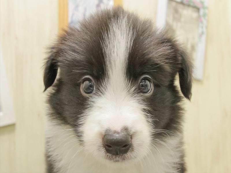 滋賀県のボーダーコリー (ワンラブピエリ守山店/2025年11月1日生まれ/男の子/ブラックホワイト)の子犬の1枚目の画像