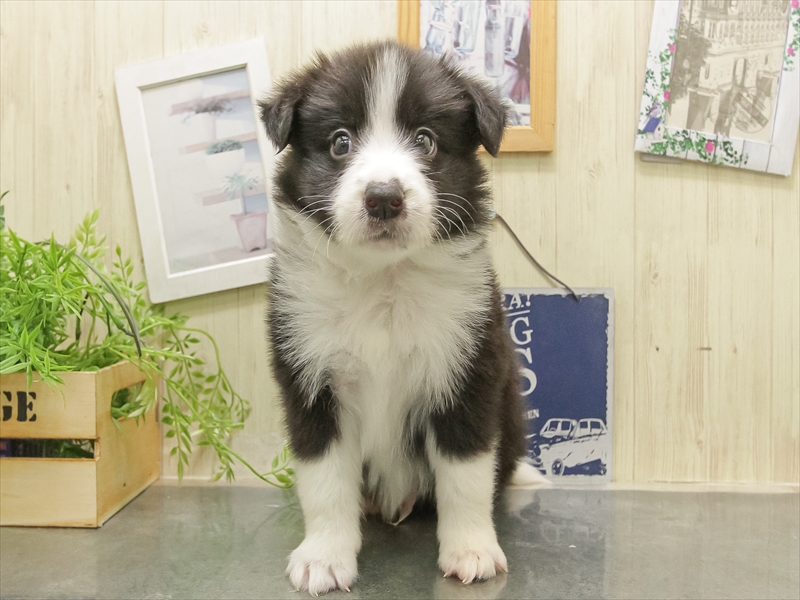 滋賀県のボーダーコリー (ワンラブピエリ守山店/2025年11月1日生まれ/男の子/ブラックホワイト)の子犬の3枚目の画像