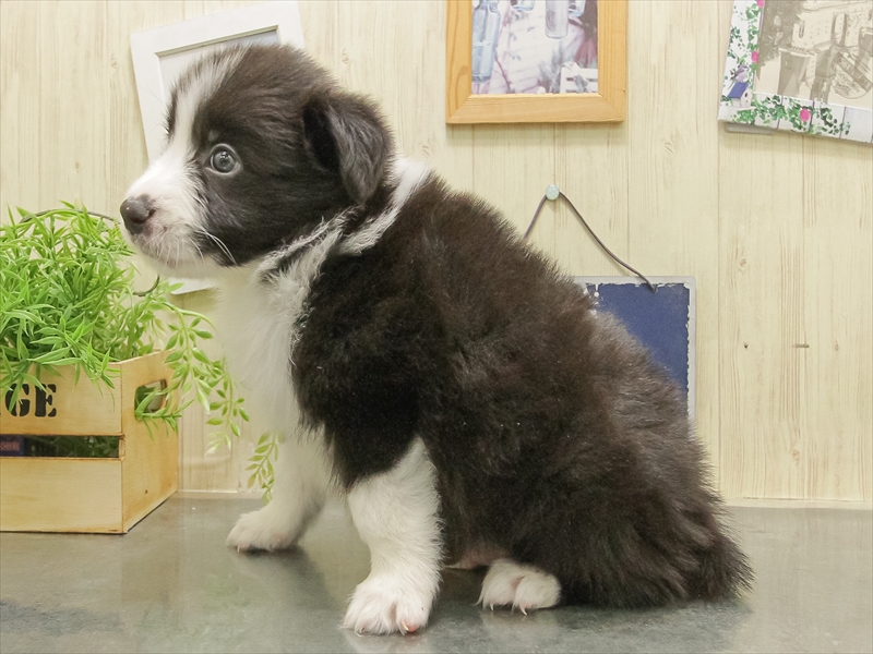 滋賀県のボーダーコリー (ワンラブピエリ守山店/2025年11月1日生まれ/男の子/ブラックホワイト)の子犬の2枚目の画像