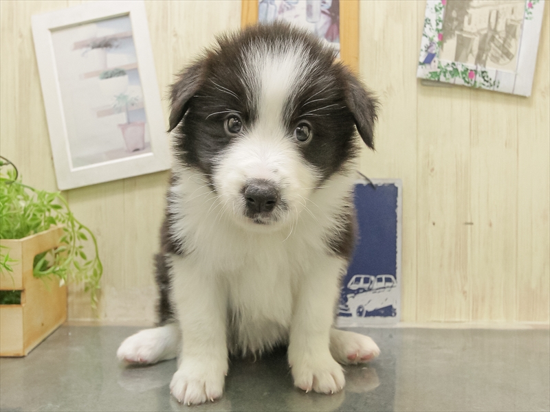 岐阜県のボーダーコリー (ワンラブイオンモール土岐店/2025年11月1日生まれ/男の子/ブラックホワイト)の子犬の3枚目の画像