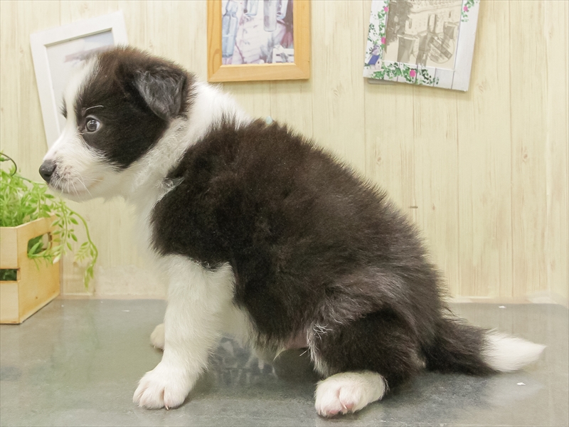 岐阜県のボーダーコリー (ワンラブイオンモール土岐店/2025年11月1日生まれ/男の子/ブラックホワイト)の子犬の2枚目の画像