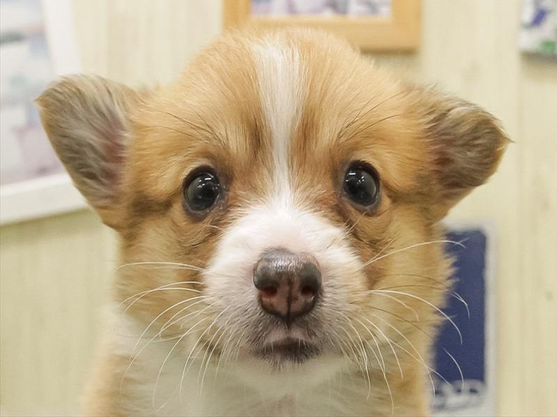 愛知県のウェルシュコーギーペンブローク (ワンラブイオンモール常滑店/2025年11月2日生まれ/女の子/セーブルホワイト)の子犬