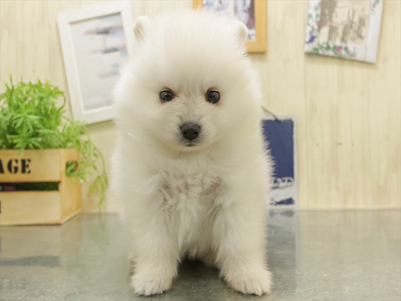 兵庫県のポメラニアン (ワンラブMEGAドン・キホーテ姫路広畑店/2025年10月31日生まれ/女の子/クリーム)の子犬の3枚目の画像