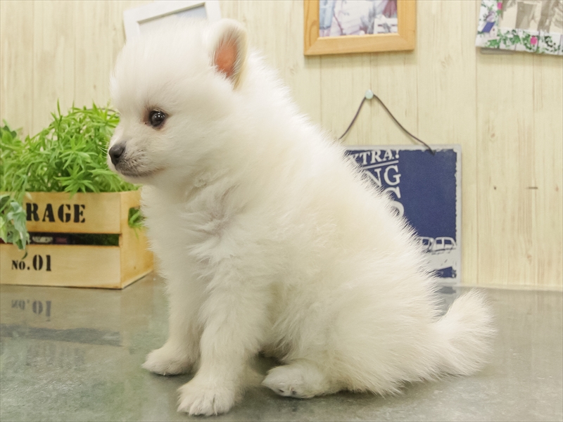 兵庫県のポメラニアン (ワンラブMEGAドン・キホーテ姫路広畑店/2025年10月31日生まれ/女の子/クリーム)の子犬の2枚目の画像