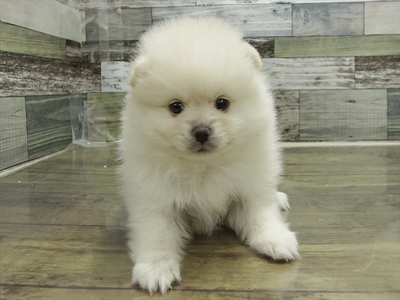 愛知県のポメラニアン (ワンラブイオンモール新瑞橋店/2025年10月31日生まれ/女の子/クリーム)の子犬の3枚目の画像