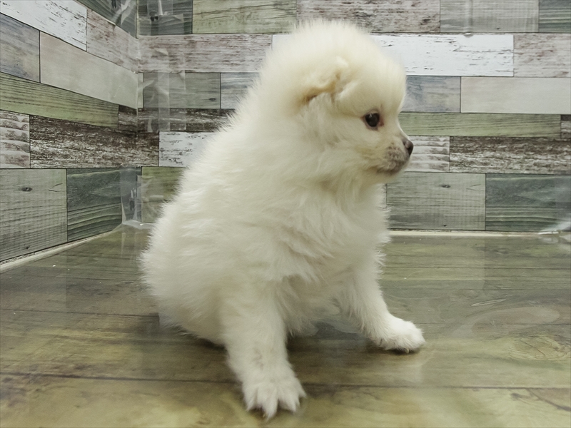 愛知県のポメラニアン (ワンラブイオンモール新瑞橋店/2025年10月31日生まれ/女の子/クリーム)の子犬の2枚目の画像