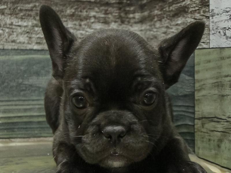 愛知県のフレンチブルドッグ (ワンラブイオンモール新瑞橋店/2025年11月1日生まれ/女の子/ブリンドルホワイト)の子犬の1枚目の画像