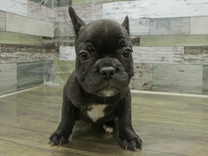 愛知県のフレンチブルドッグ (ワンラブイオンモール新瑞橋店/2025年11月1日生まれ/女の子/ブリンドルホワイト)の子犬の3枚目の画像