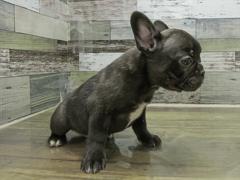 愛知県のフレンチブルドッグ (ワンラブイオンモール新瑞橋店/2025年11月1日生まれ/女の子/ブリンドルホワイト)の子犬の2枚目の画像