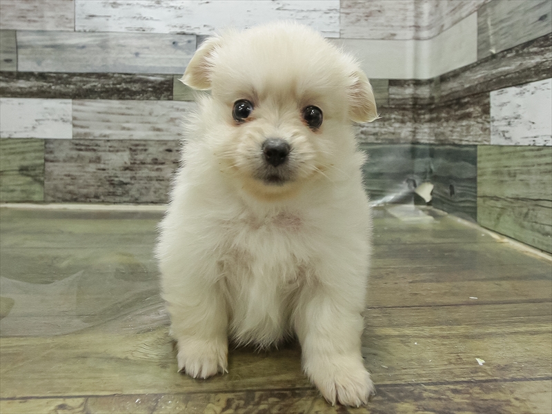 愛知県のポメックス(ポメラニアン×ダックス) (ワンラブイオンモール常滑店/2025年10月31日生まれ/女の子/ホワイト)の子犬の3枚目の画像