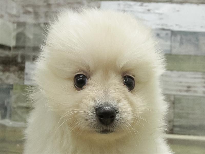 滋賀県のポメックス(ポメラニアン×ダックス) (ワンラブイオンタウン彦根店/2025年10月31日生まれ/女の子/ホワイト)の子犬