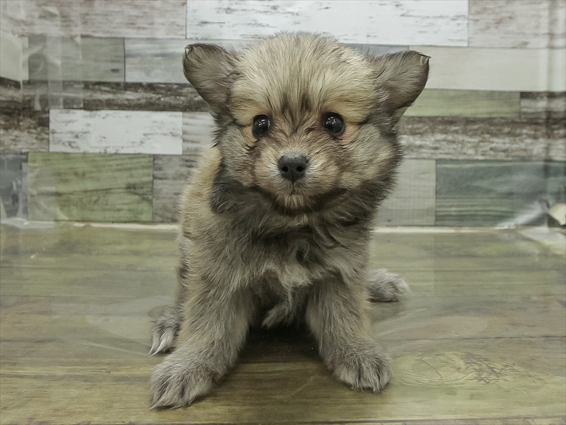 福岡県のポメチワ/チワポメ/ポメチー(ポメラニアン×チワワ) (ワンラブ福岡総本店/2025年11月1日生まれ/女の子/オレンジセーブル)の子犬の3枚目の画像