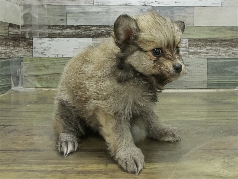 福岡県のポメチワ/チワポメ/ポメチー(ポメラニアン×チワワ) (ワンラブ福岡総本店/2025年11月1日生まれ/女の子/オレンジセーブル)の子犬の2枚目の画像