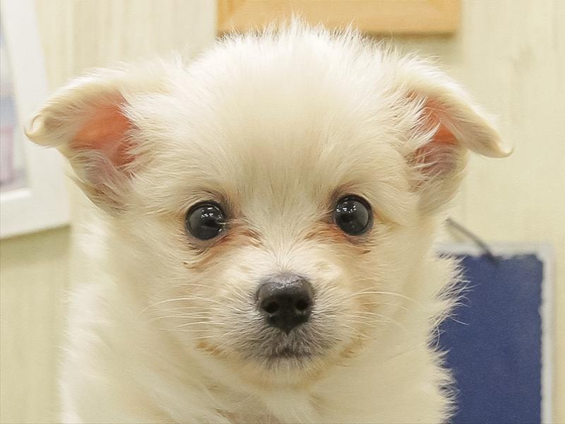 愛知県のポメチワ/チワポメ/ポメチー(ポメラニアン×チワワ) (ワンラブ豊橋豊川線通り店/2025年11月1日生まれ/女の子/クリーム)の子犬の1枚目の画像