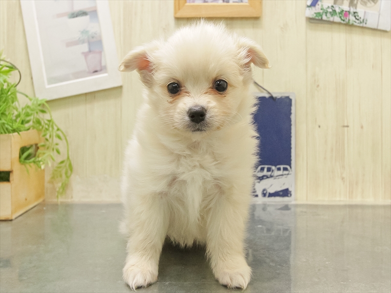 愛知県のポメチワ/チワポメ/ポメチー(ポメラニアン×チワワ) (ワンラブ豊橋豊川線通り店/2025年11月1日生まれ/女の子/クリーム)の子犬の3枚目の画像