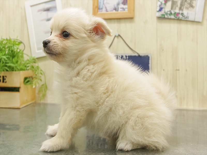 愛知県のポメチワ/チワポメ/ポメチー(ポメラニアン×チワワ) (ワンラブ豊橋豊川線通り店/2025年11月1日生まれ/女の子/クリーム)の子犬の2枚目の画像