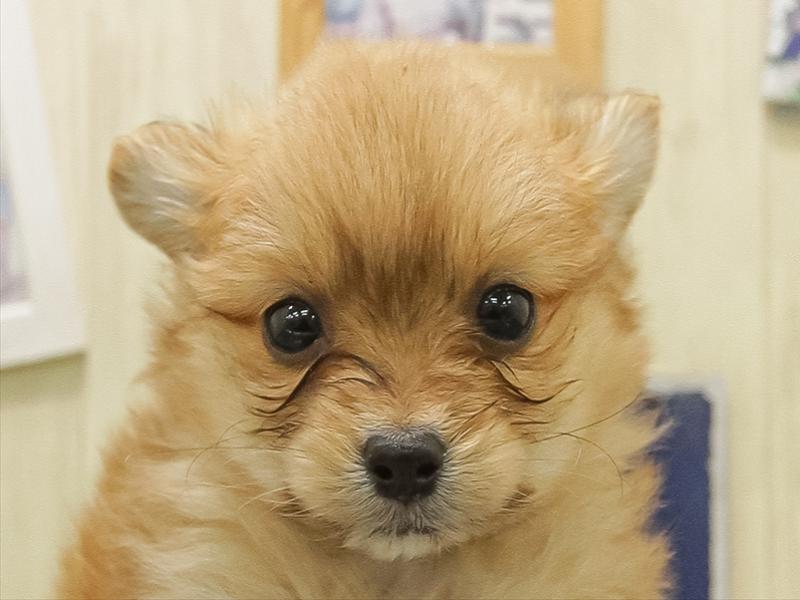 愛知県のポメチワ/チワポメ/ポメチー(ポメラニアン×チワワ) (ワンラブららぽーと愛知東郷店/2025年11月1日生まれ/女の子/オレンジ)の子犬の1枚目の画像