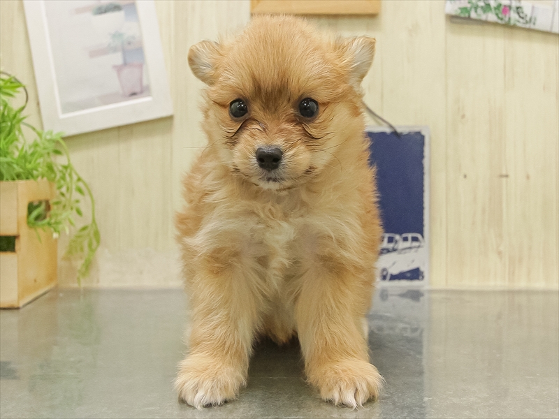 愛知県のポメチワ/チワポメ/ポメチー(ポメラニアン×チワワ) (ワンラブららぽーと愛知東郷店/2025年11月1日生まれ/女の子/オレンジ)の子犬の3枚目の画像