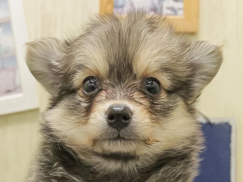 愛知県のポメチワ/チワポメ/ポメチー(ポメラニアン×チワワ) (ワンラブ名古屋守山インター総本店/2025年11月1日生まれ/男の子/オレンジ)の子犬の1枚目の画像